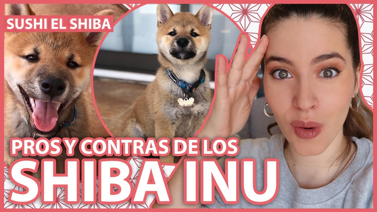 SHIBA INU: VENTAJAS Y DESVENTAJAS | Pros y contras de la raza japonesa.