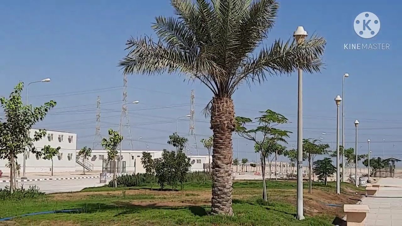 Saudi Arabia Rc Camp Green Landscape.Bakit tutubo ang mga Halaman
