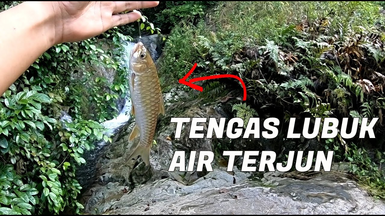 MEMBURU TENGAS Lubuk Air Terjun - Camping Malaysia Fishing Catch & Cook !