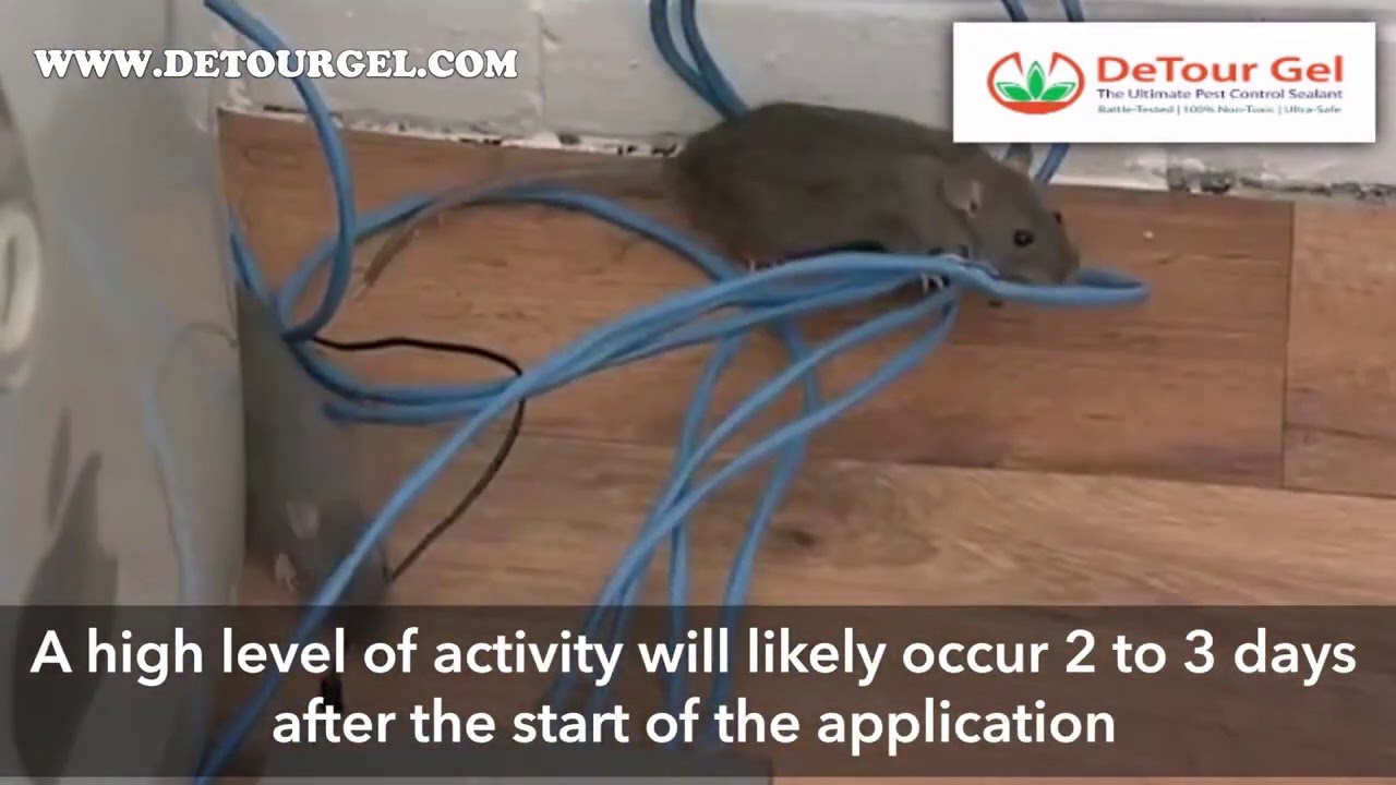 Detour Gel Rat Repellent   The Ultimate Non Toxic Solution