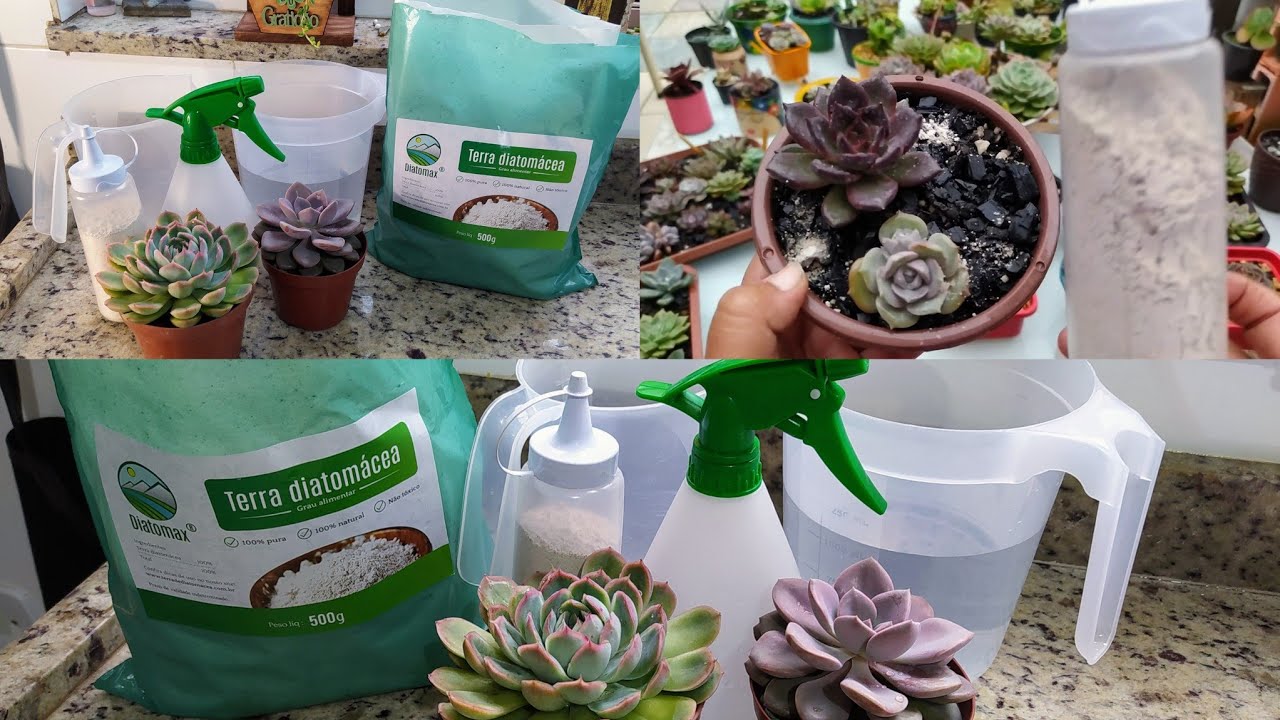 Como Aplicar o uso Terra Diatomácea nas Suculentas?...