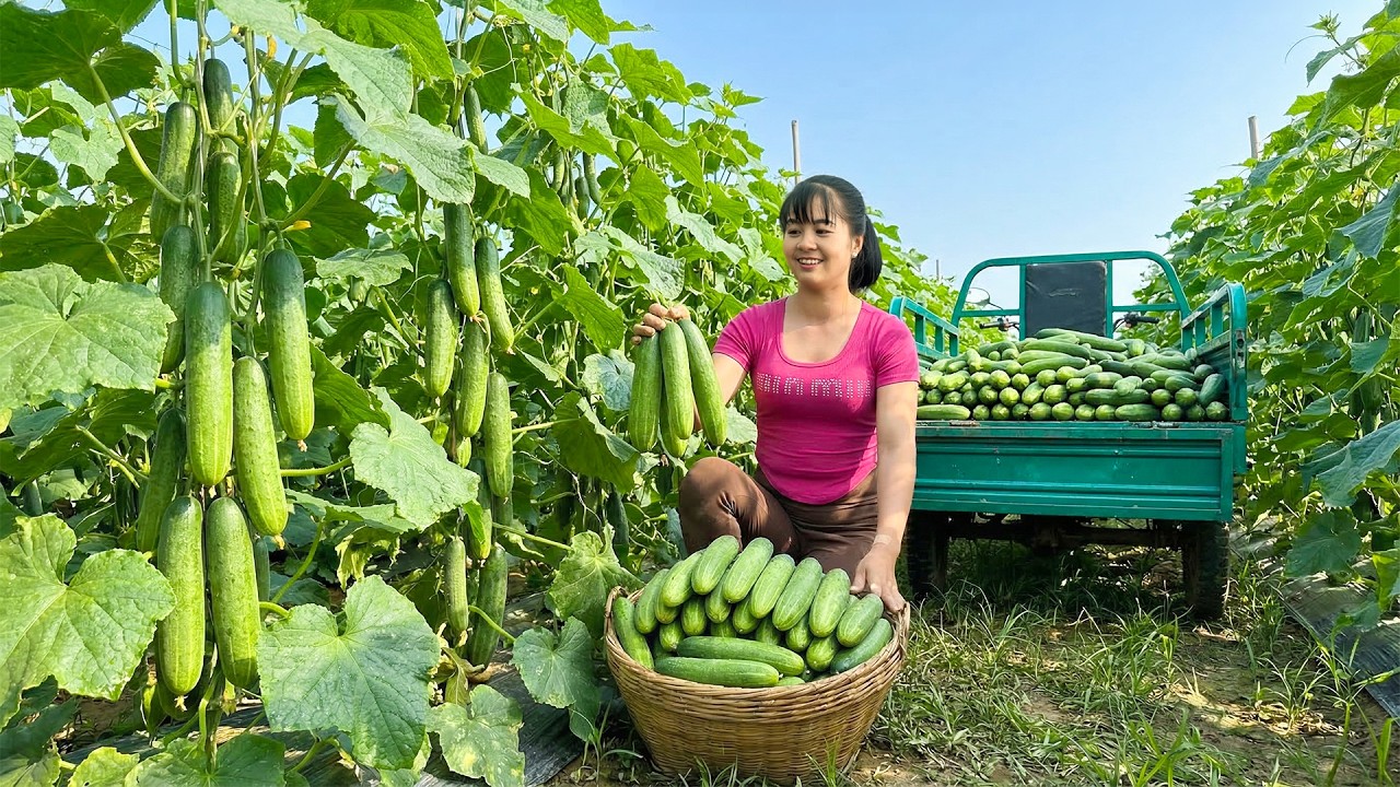Harvesting Tons of Fresh Cucumbers, Use Truck Transport Cucumbers Go To Sell