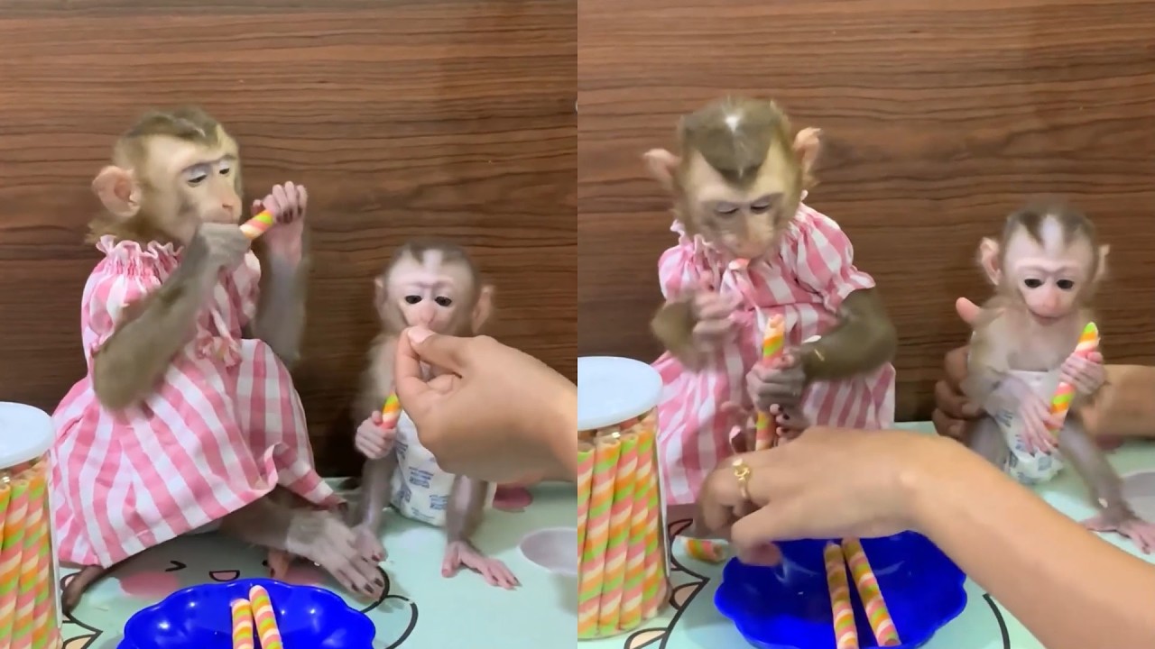 Cute Baby Monkeys Try Sweet Treats for the First Time 🐒🍭 | Adorable Reactions!