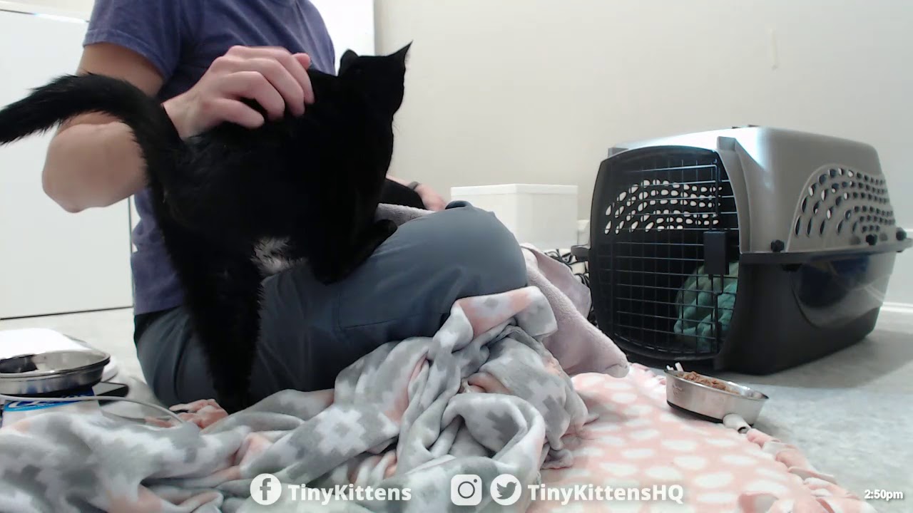 INTAKE: Pregnant mom + daughter cats rescued from hoarding - TinyKittens.com