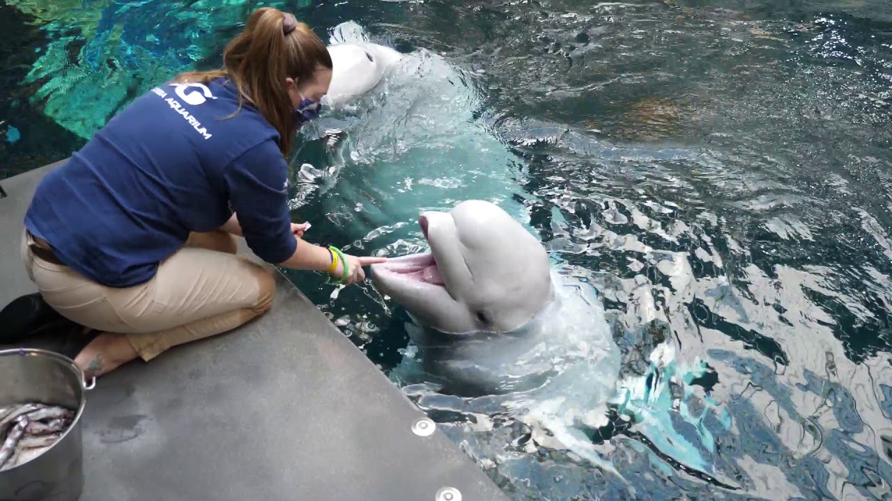 Field Trip Friday: Beluga Play Time!