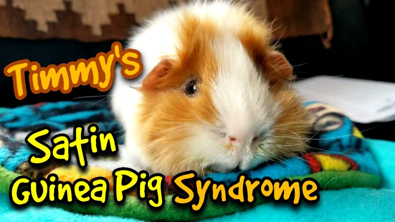 Timmy's Satin Guinea Pig Syndrome