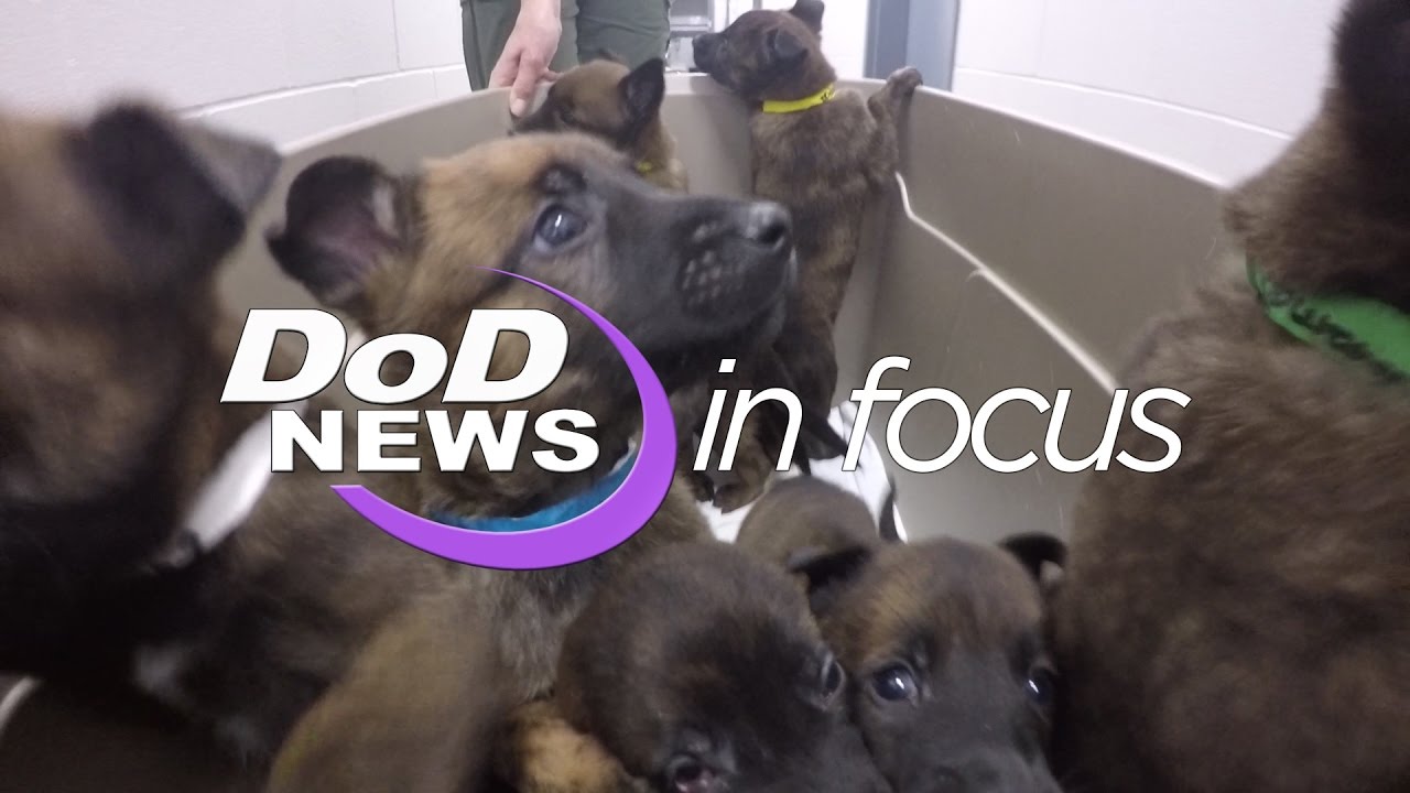 DoD News In Focus - From Puppy to Soldier