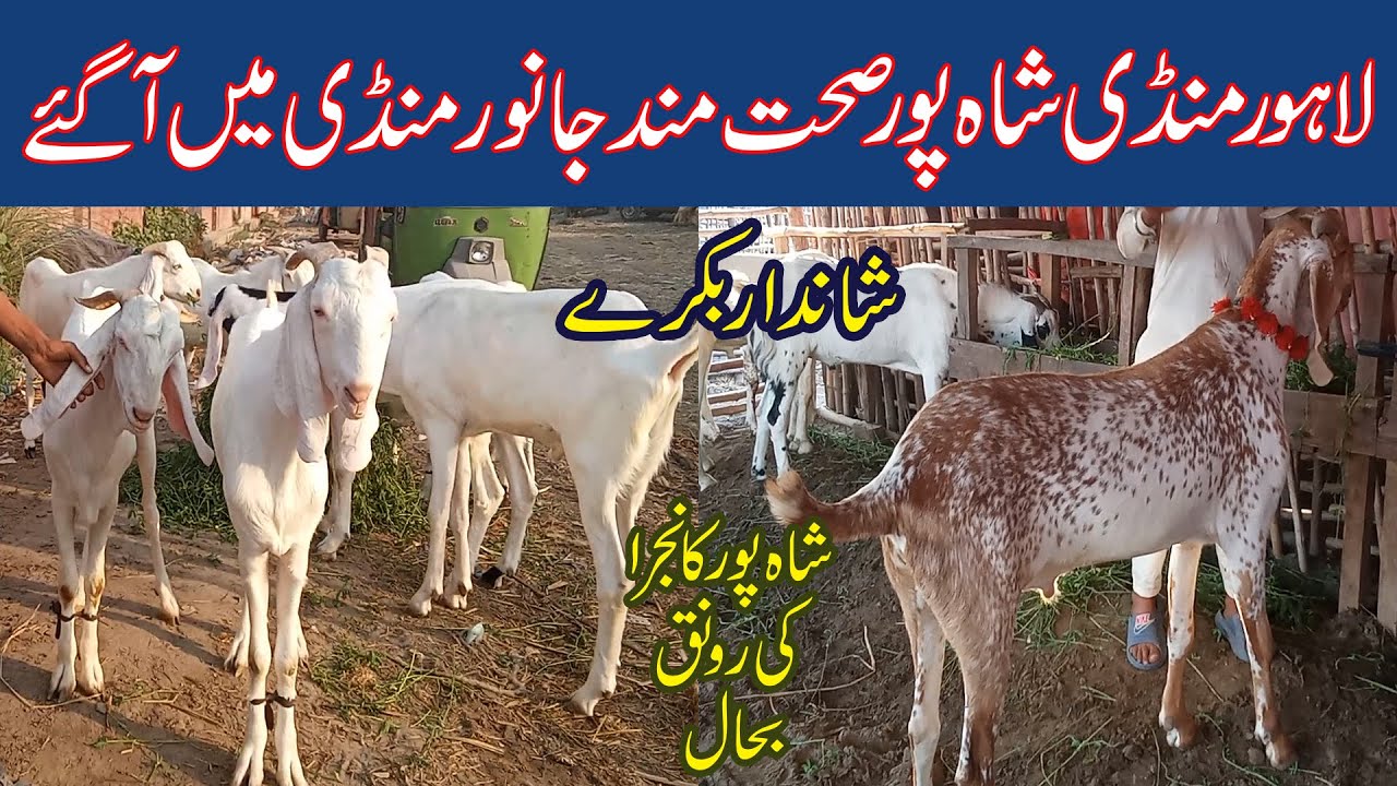 Lahore Bakra Mandi || Tuesday Update || Qurbani 2024 || لاہور بکرا منڈی شاہ پور