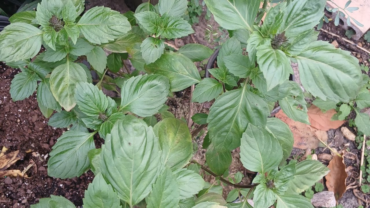 Vitaminas para las plantas #plantas