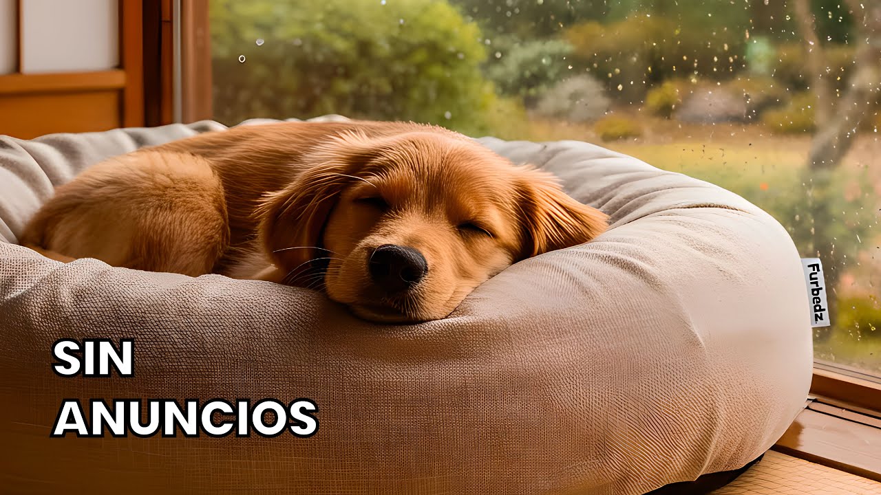 12 Horas de M&uacute;sica Relajante para Perros con Miedo a los Truenos y Tormentas