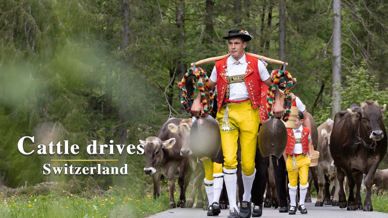 A unique Swiss experience | Alpfahrt (Öberefahre) #Switzerland