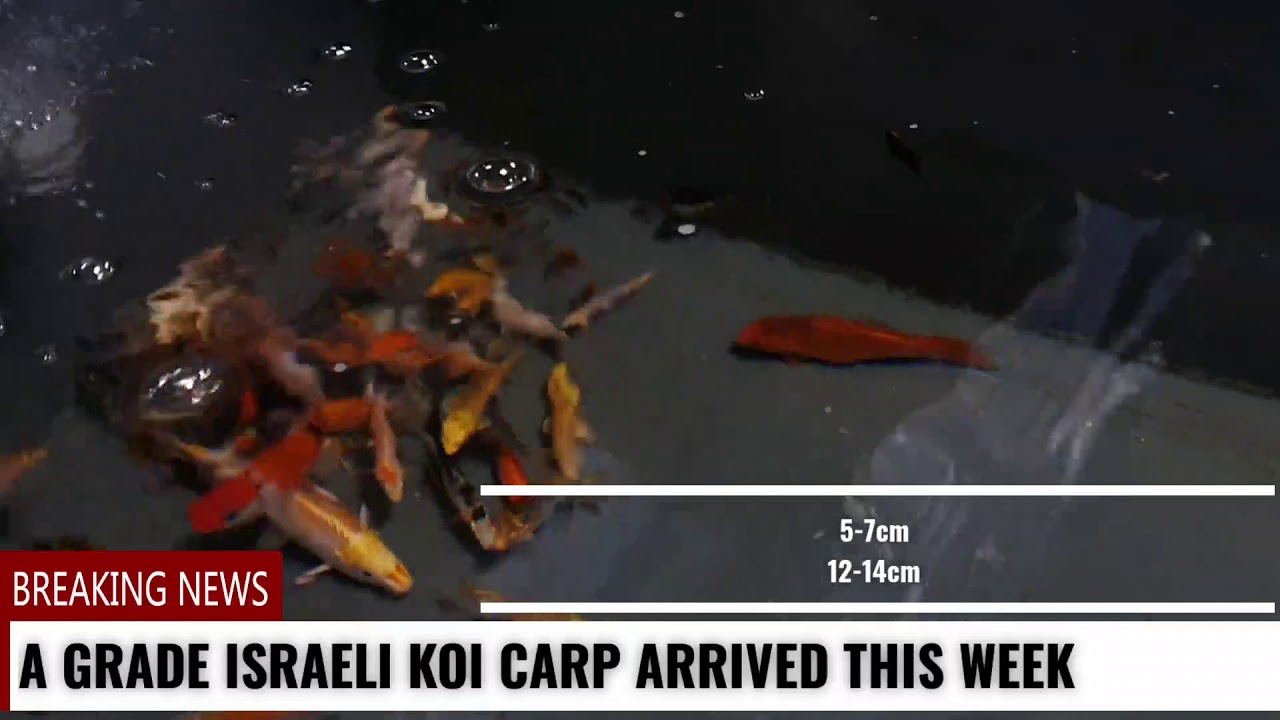 A GRADE ISRAELI KOI CARP LANDED!