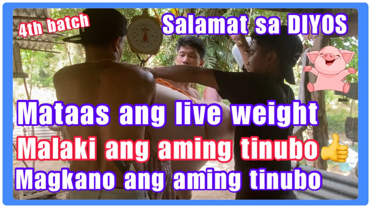 MATAAS ANG PRESYO NG LIVE WEIGHT/  MALAKI ANG TUBO NAMIN/ THANK GOD/ BABUYAN SA PROBINSYA
