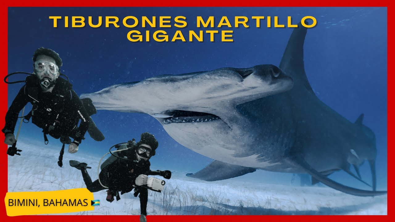 TIBURONES MARTILLO GIGANTES DE 5 METROS 😱🦈🔨/  BIMINI , BAHAMAS 🇧🇸
