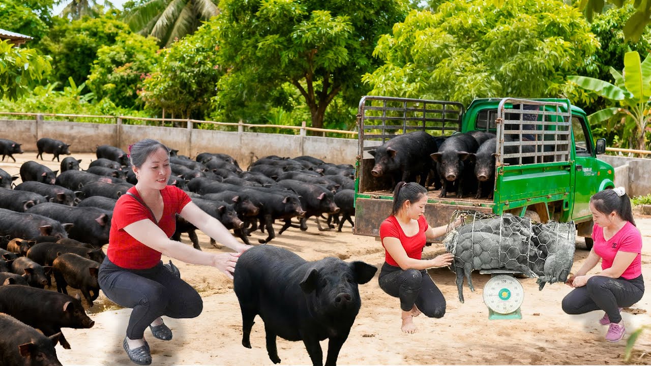Harvesting 1000+ Pigs from Pig Farm | Trucks Transport Them to Go to Market | Tieu Hue Daily