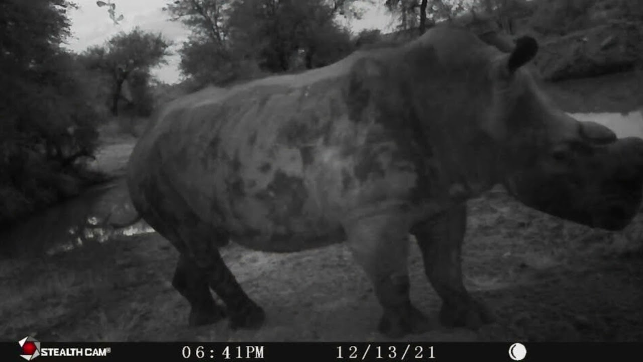 Special camera trap images December 2021