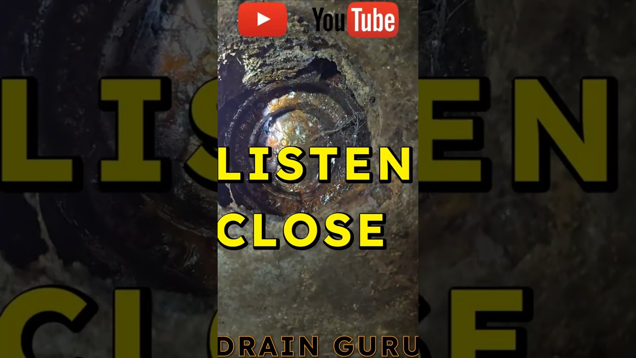 BREEDING LIFE IN YOUR FLOOR DRAIN