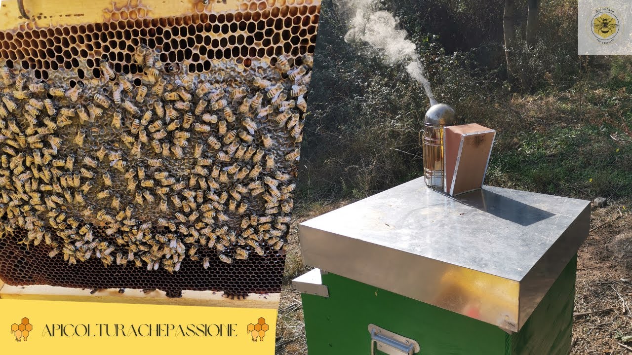 Trattamento acido ossalico gocciolato con blocco di covata naturale