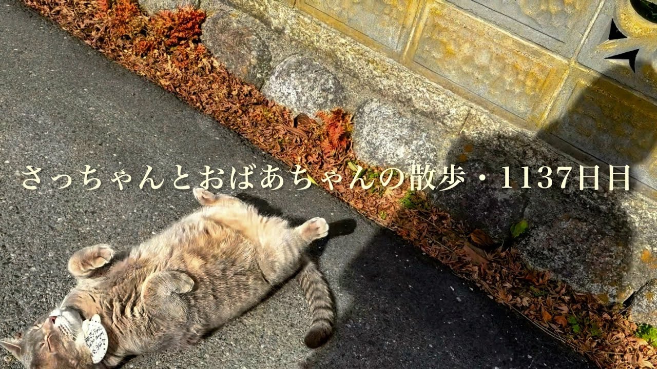 2026.1.21(水)《一日の記録》…初志貫徹.. 散歩を続け道路で  ゴロンゴロンしてから家に戻る猫…【さっちゃんとおばあちゃんの散歩・1137日目】・・・