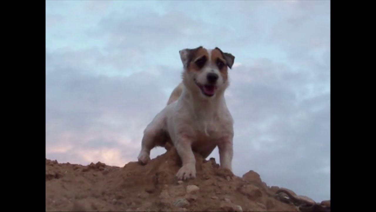 Jesse's Webisode: I need a Hero! - Mini Movie Animal Acting