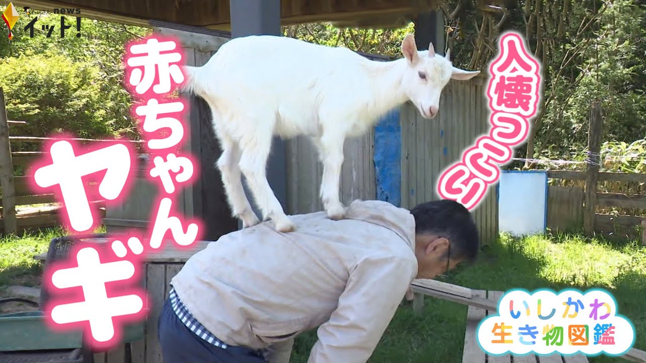 サービスエリアの人気者！人懐っこい“ヤギの双子の赤ちゃん”（いしかわ生き物図鑑 #4）