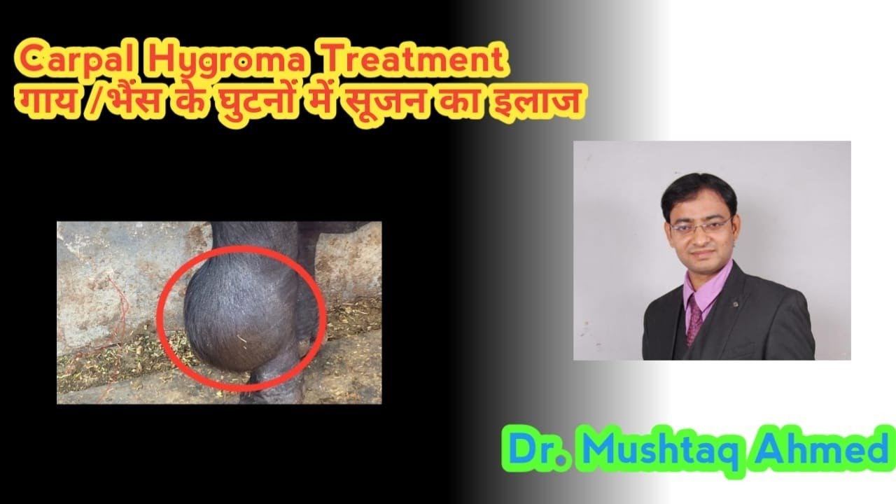 Carpal hygroma Treatment( गाय /भैंस में घुटने की सूजन के कारण एवं उपचार)