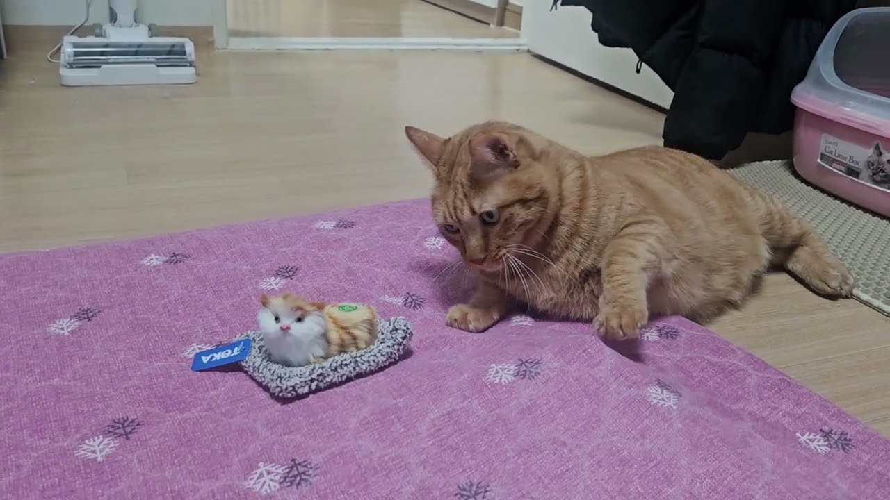 누렁이닮은 아기냥이친구 인형뽑기후..(쥐인지 햄스터? 사냥감으로 착각하는 누렁)😿