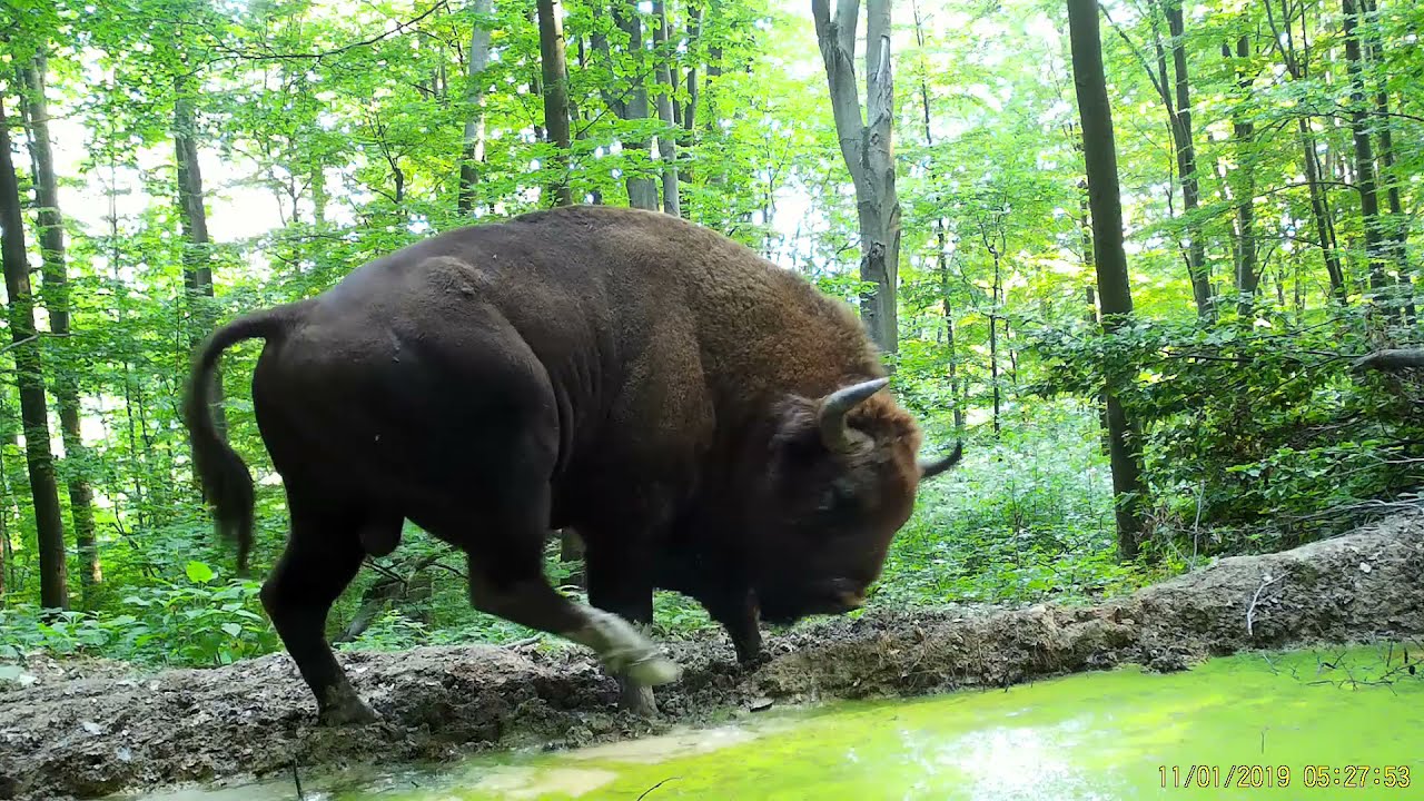 Fotopasca Tetrao S308, Poloniny. Zubor,(European bison), mačka divá, diviak, jeleň,Волк.#zubor#bison