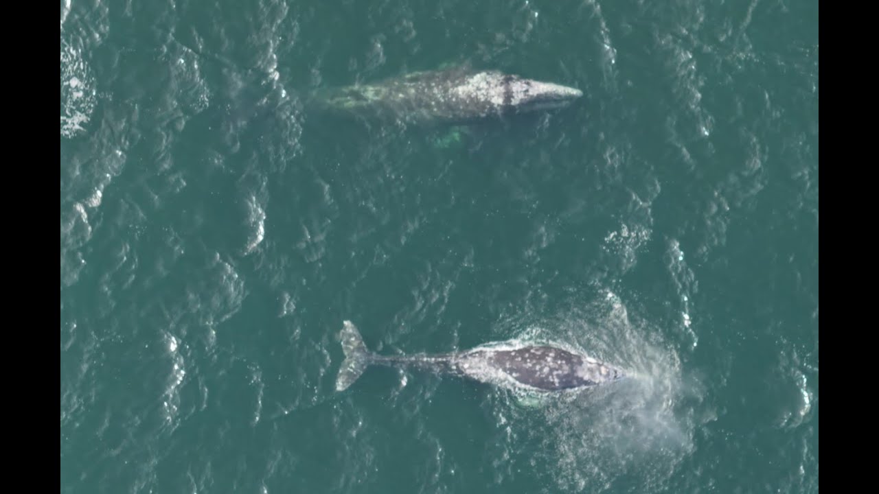 City of Angels, Ocean Giants