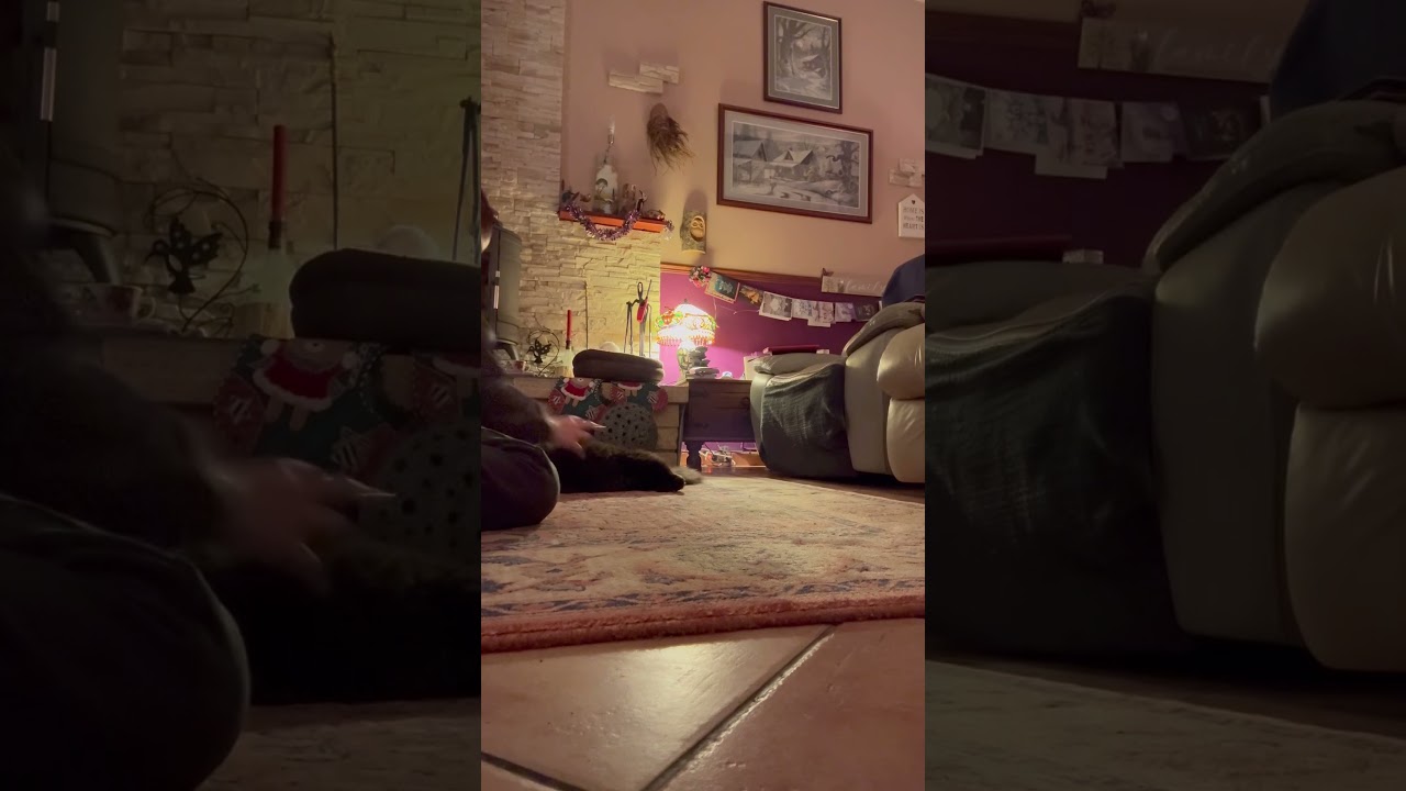 Love this cat xx #music #fypp #relatable #cats #helpmemakethismakesense