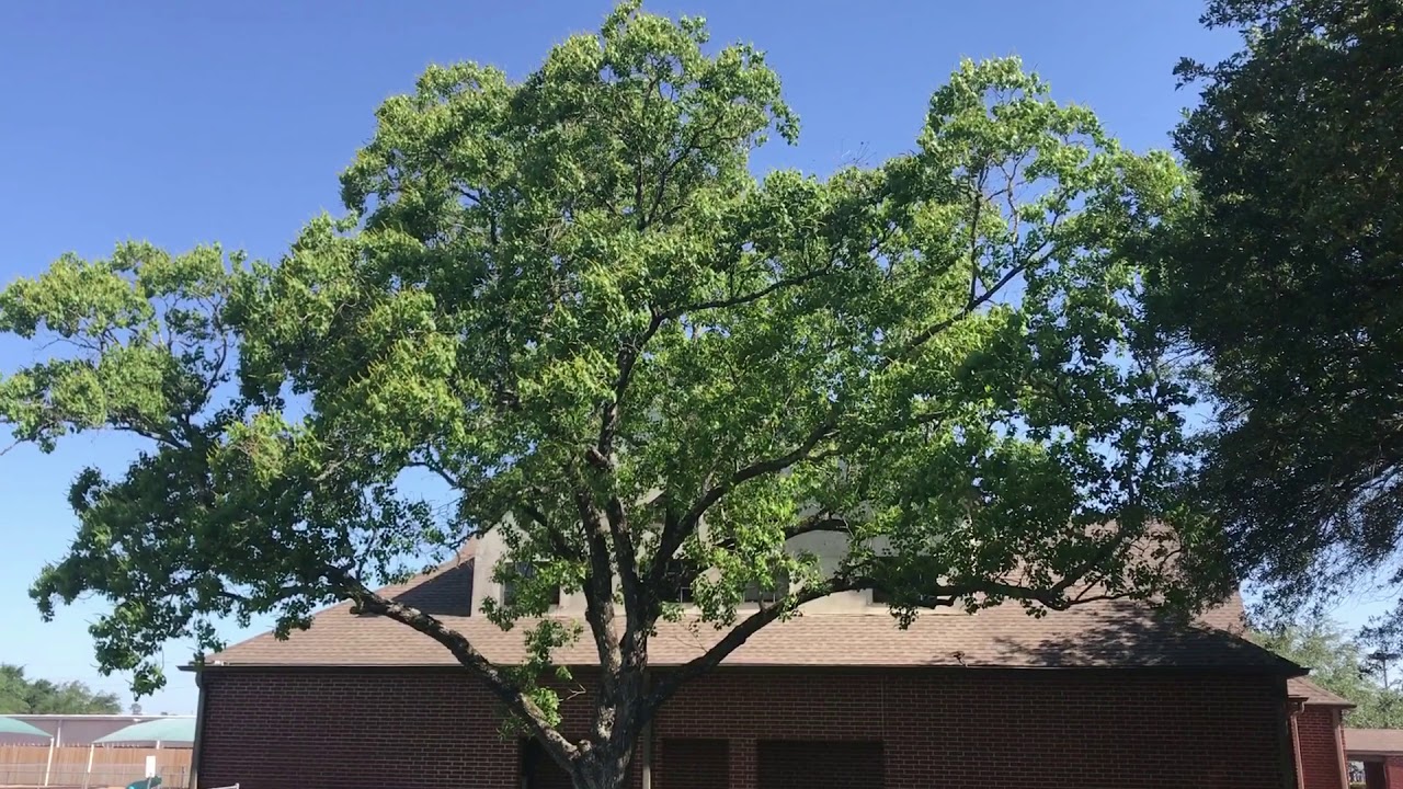 Chinese Tallow Tree - Gulf Coast Honey Plant