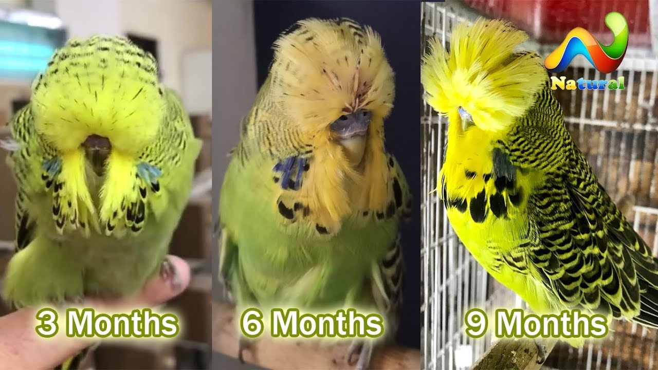 Important Tips for Buying Exhibition Budgies  | English Budgies