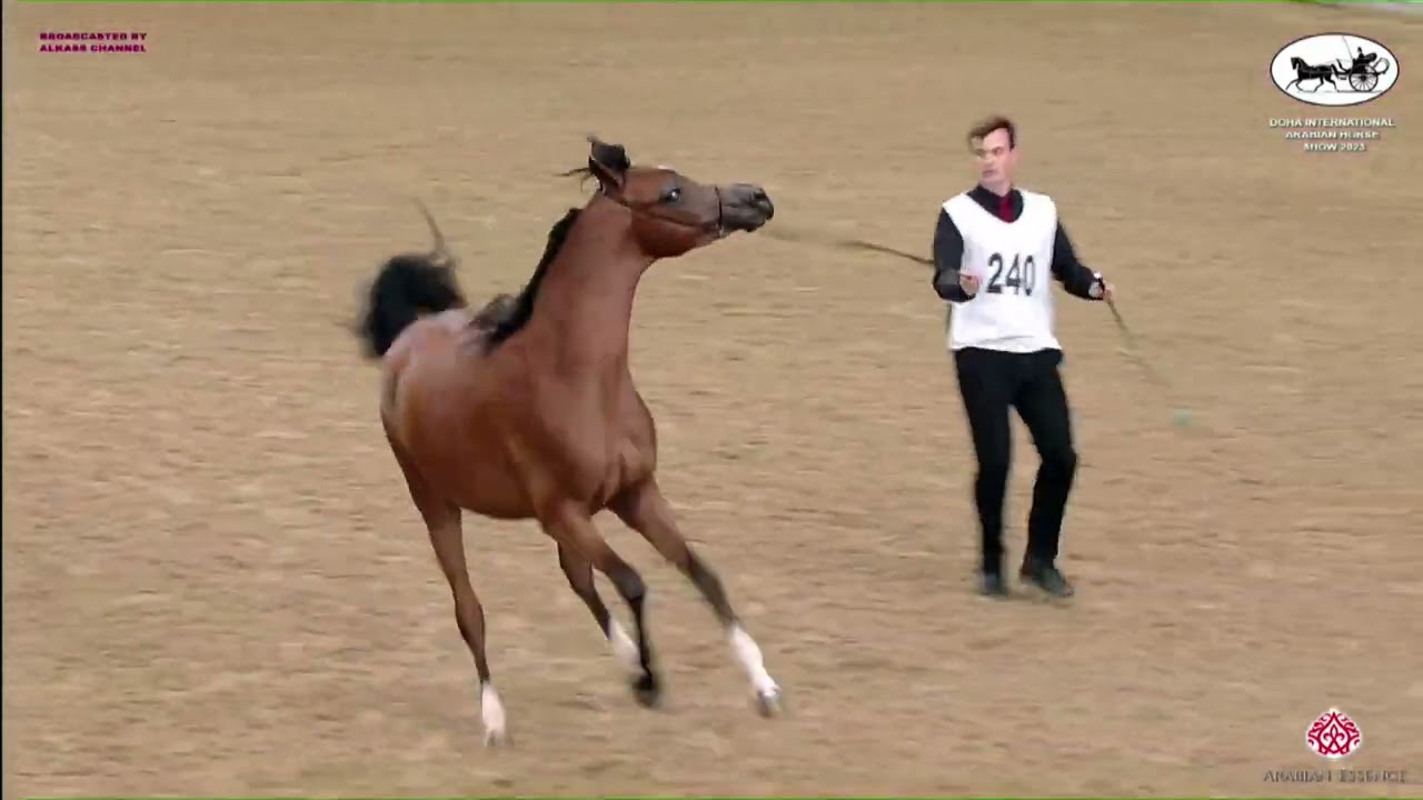 N 240 ROUMH AL FARRES   Doha International Arabian Horse Show 2023   Colts 2 Years Old Class 5A