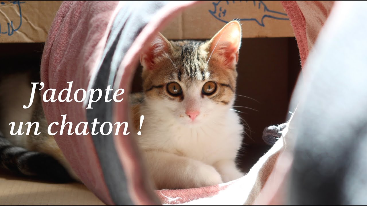J'adopte un CHATON !!