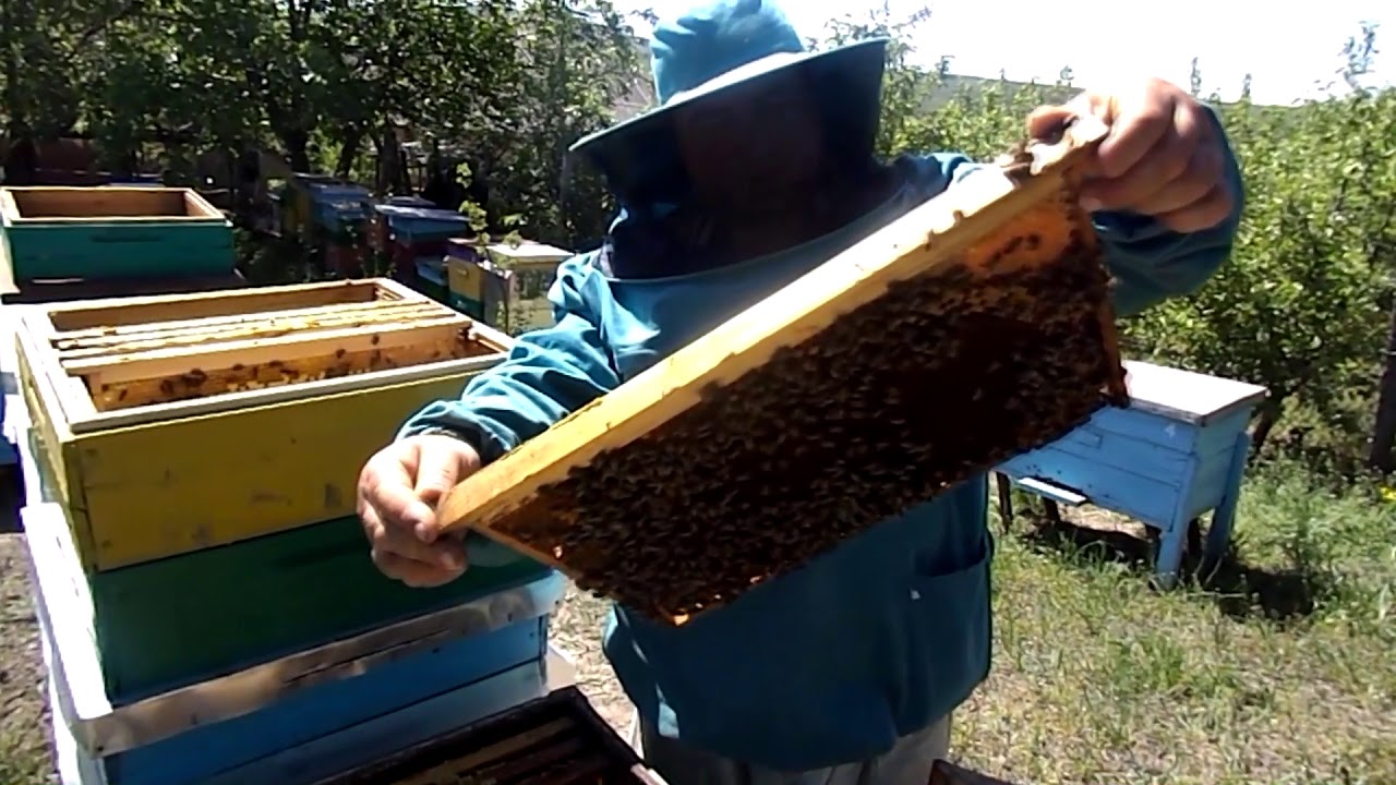 15. Cum punem corpul doi la pregătirea pentru salcâm