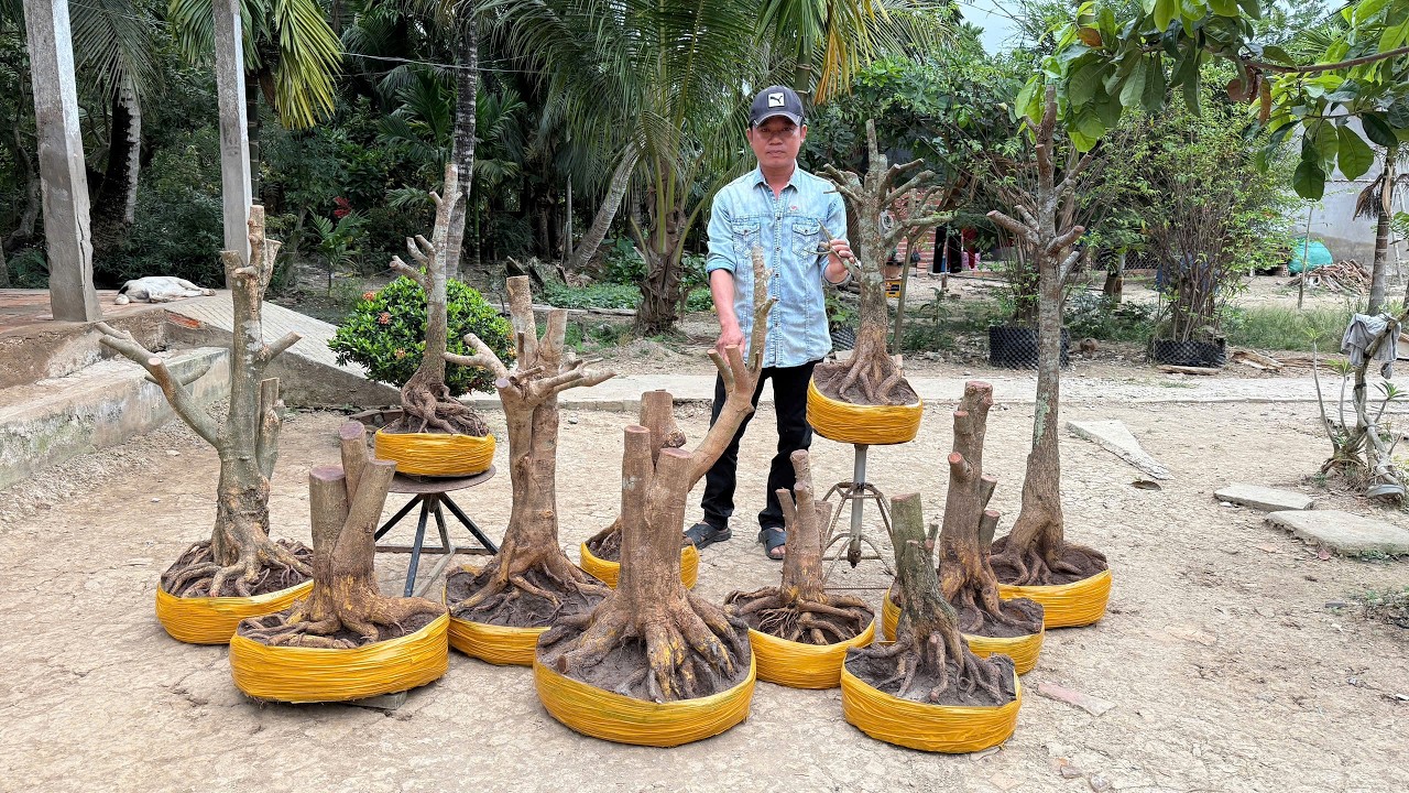 PHÔI MAI VÀNG, MAI TỨ QUÝ ngày 26/O2/2O26 - ( #O398168161 THÀNH) -  @bonsai Can Tho