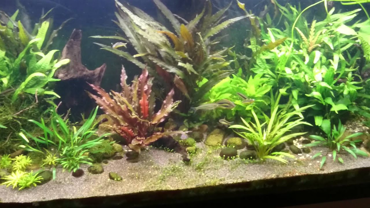 Chilatherina alleni wapoga breeding behavior