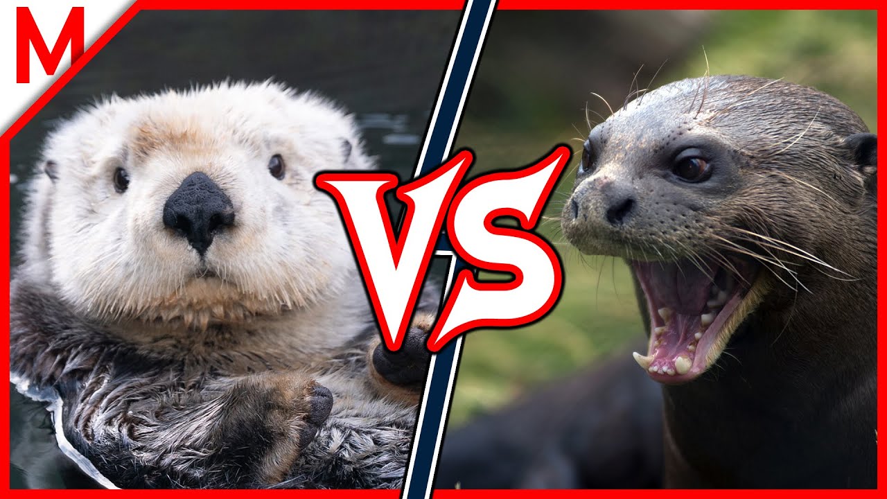 24💥Sea Otter vs Giant Otter | +Great White vs Saltwater Crocodile winner