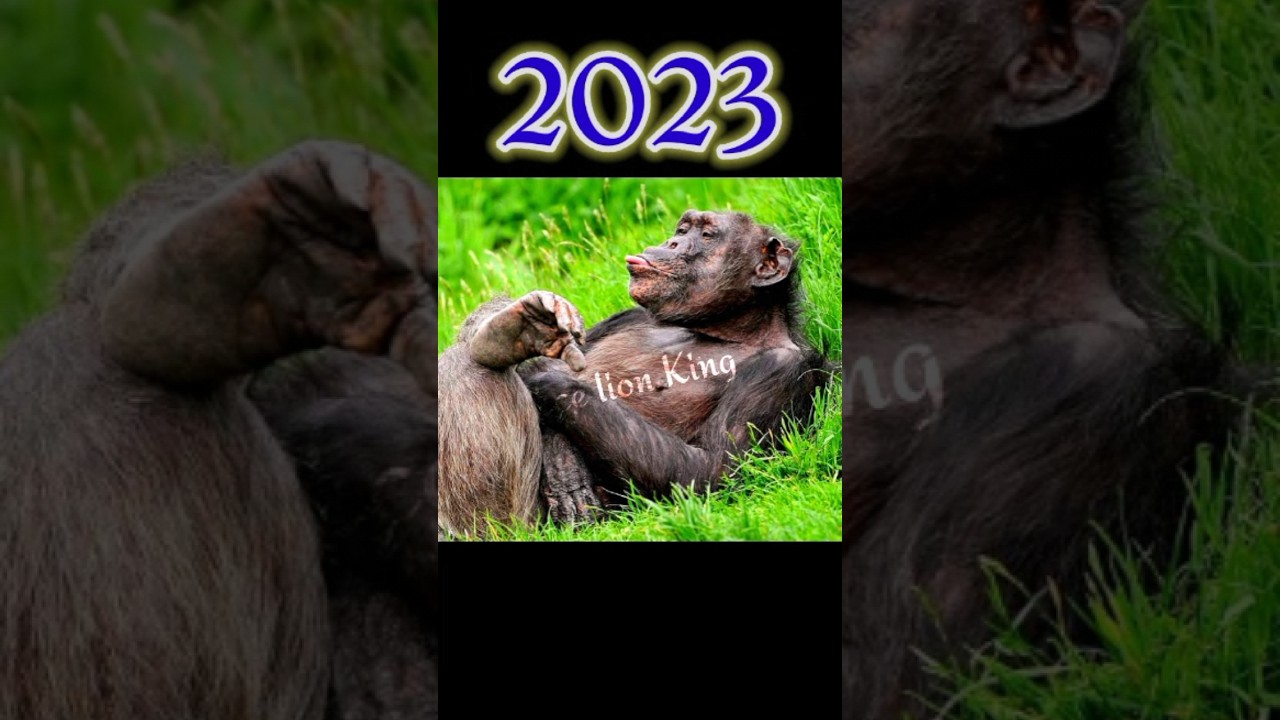 2023 Mona Monkey🐒 and 5,000bce Mona Monkey🐒 ||bce lion King ||#shortsvideo #trendingshorts #viral