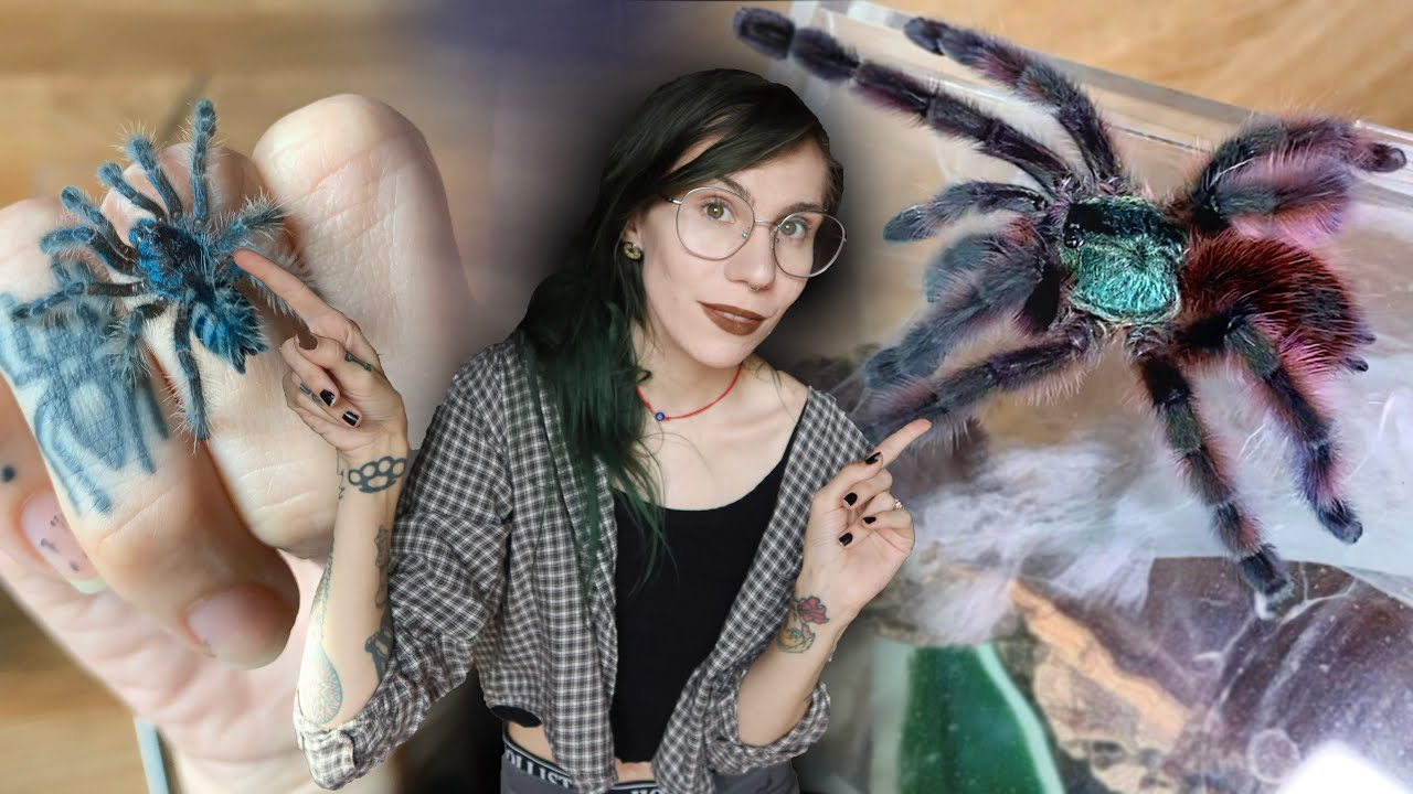 HOW Did THIS Happen?!.. My Tarantula's MAJOR GLOW UPS into Adult Females!