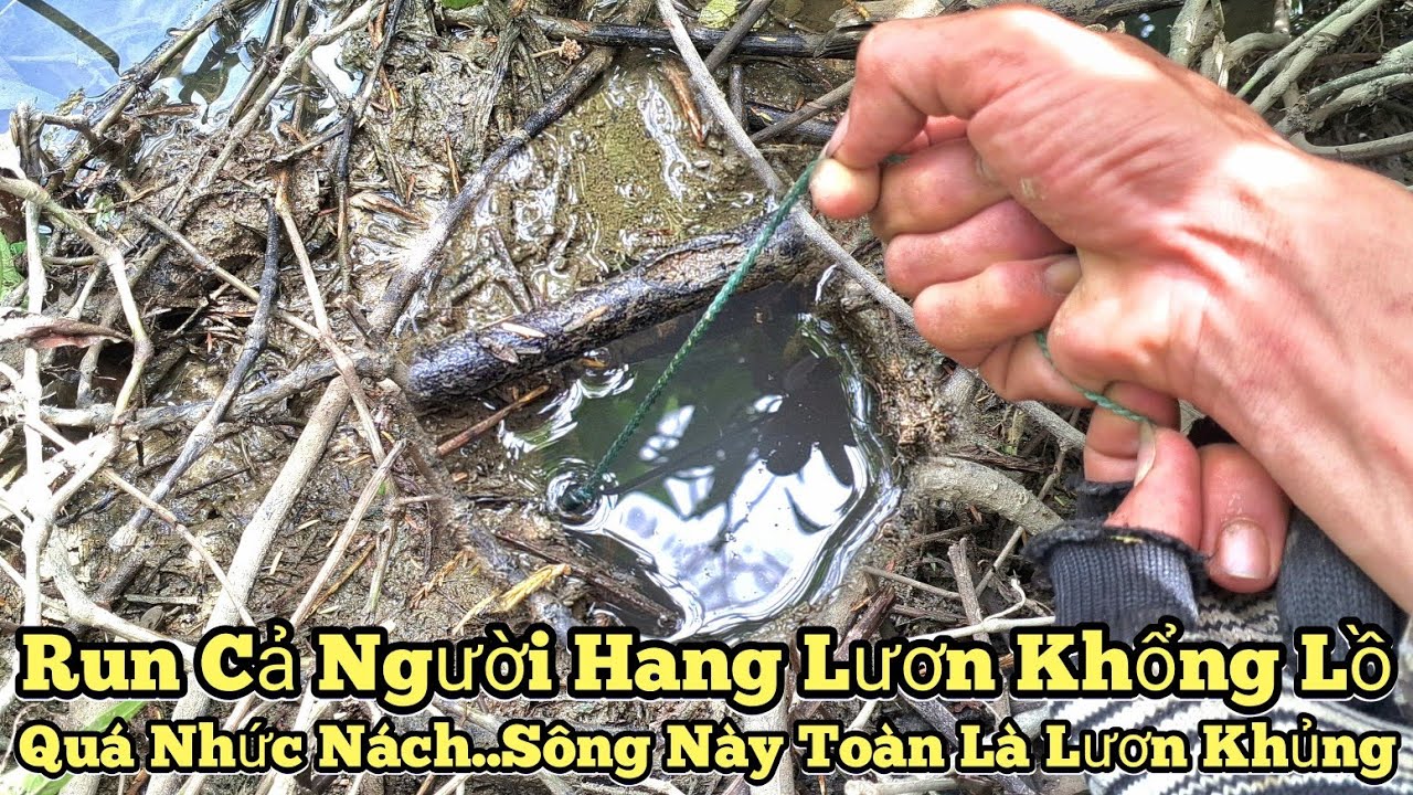 Câu lươn sông_Run cả người..Sông này toàn lươn khủng_Quá nhức nách_tập961//Giant eel fishing