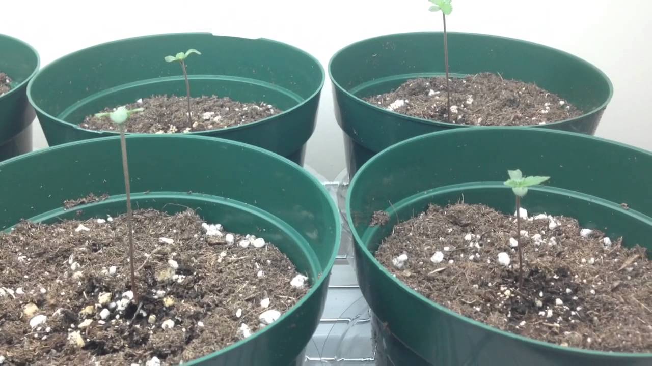 EverGrow NW - Feminized Seeds - Northern Lights & Purple Kush