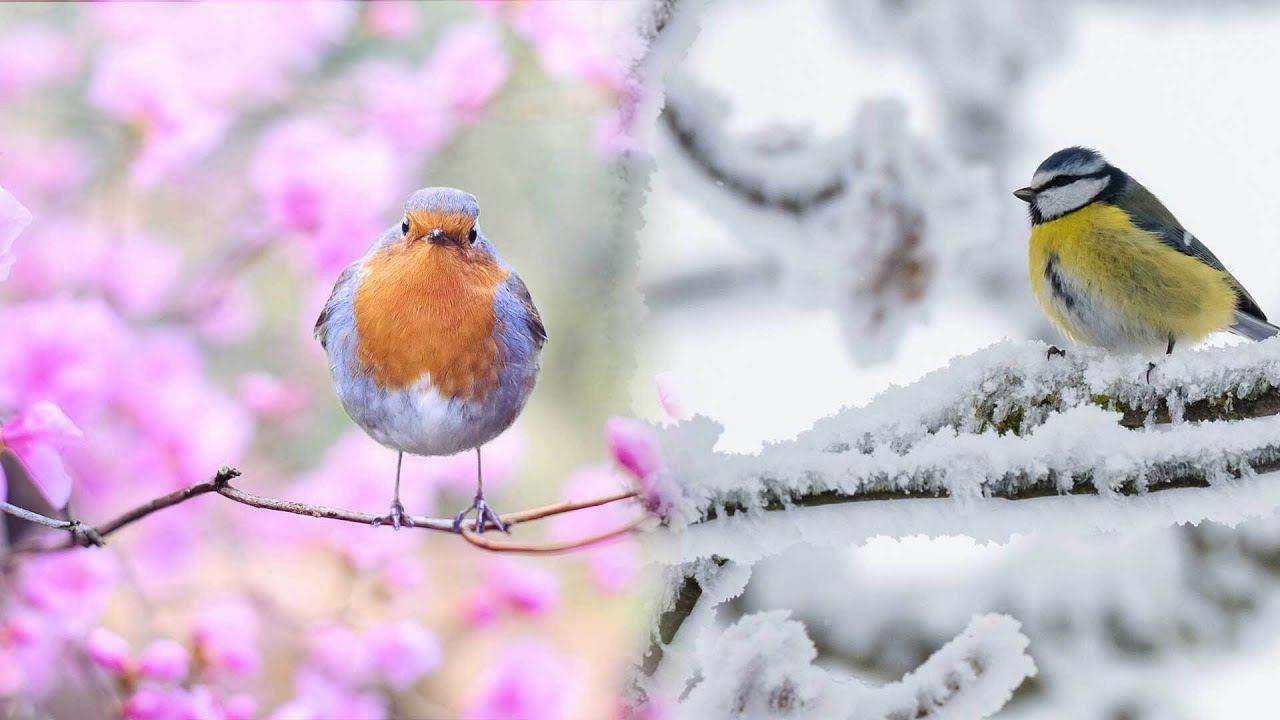 7-Tage-Wetter: Zweiteilung - schnelles Fr&uuml;hlingscomeback vs. letzter Winter