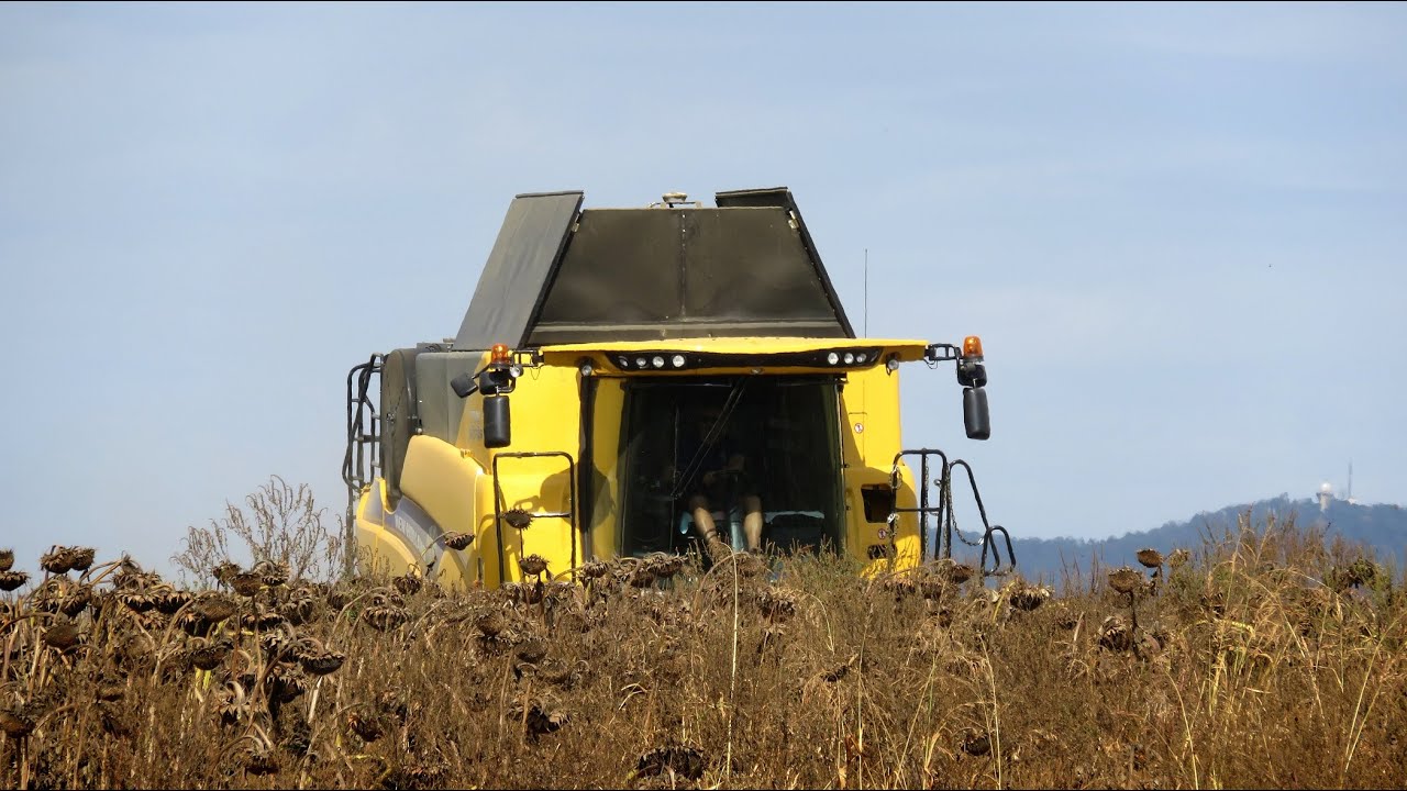 New Holland CR8.90 Sunflower/Harvest Napraforgó aratás 2023