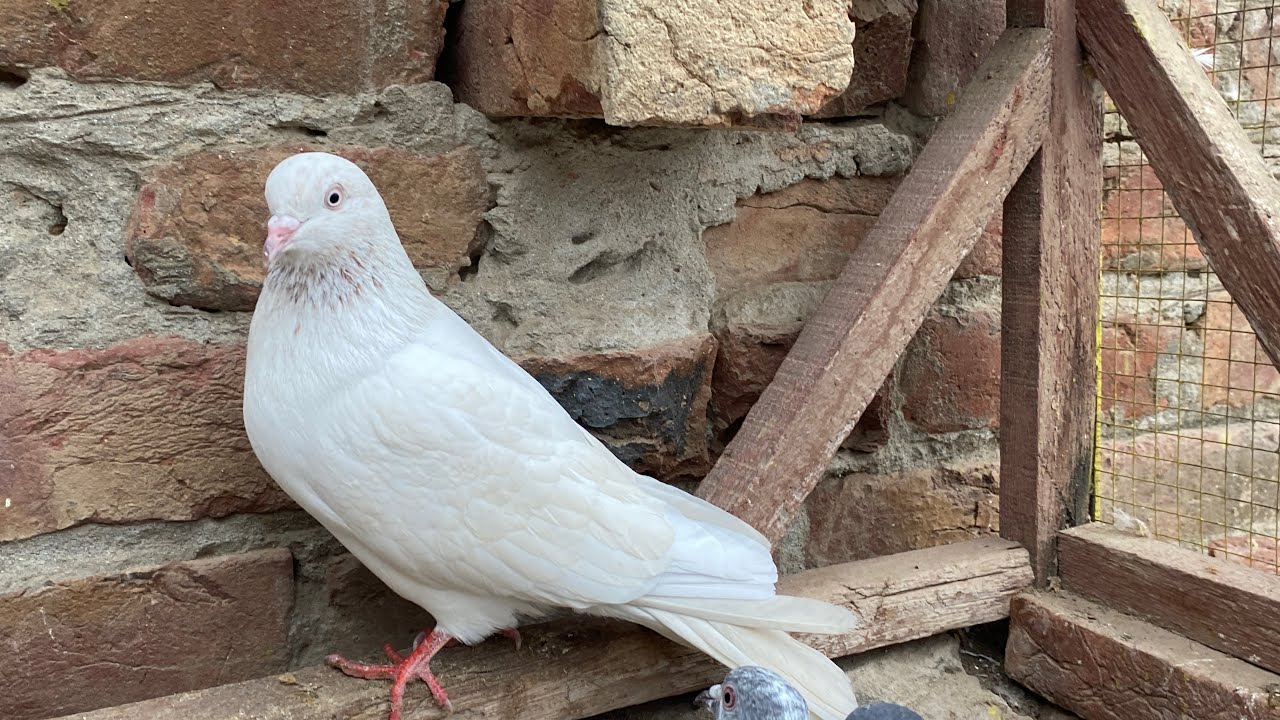Kabooter bazi shoq hai apna Nawabi