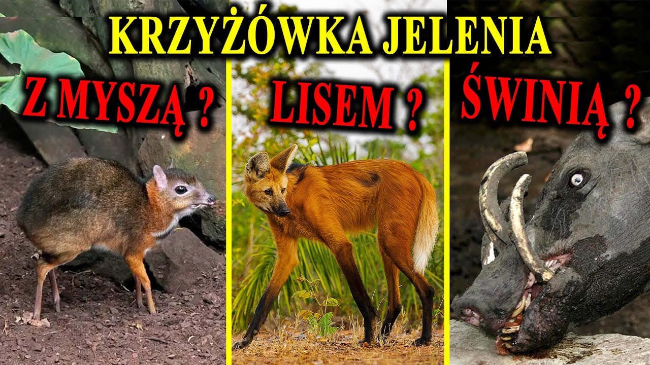 MYSZO-JELEŃ oraz Inne 
