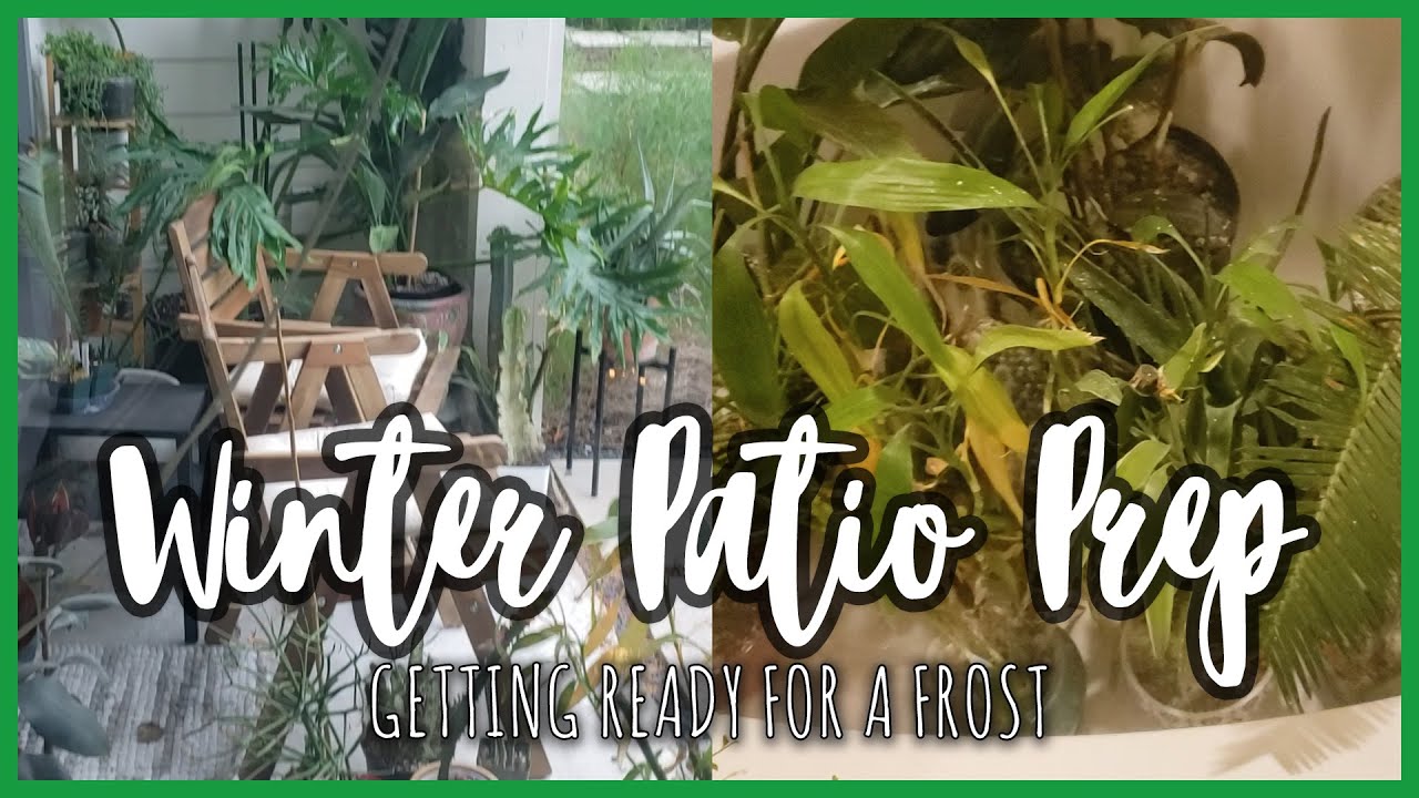 Bringing Patio Plants in for the Frost