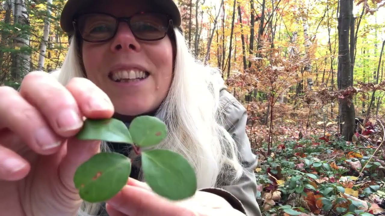 Comment identifier le thé des bois