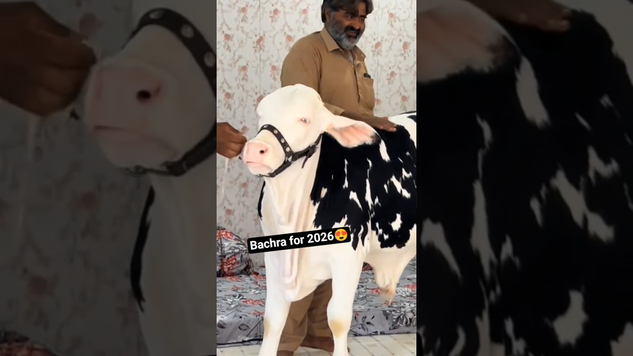 Mashallah 😍 beautiful bachra for 2026 ❤️ #foryou #cowmandi2026 #beautifulcow #gulabibachra #2026