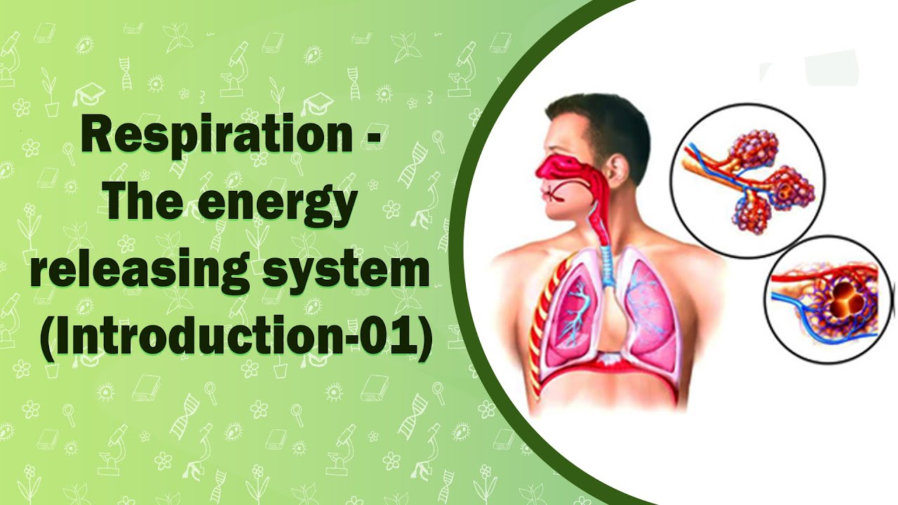 Respiration - The energy releasing system (Introduction-01)
